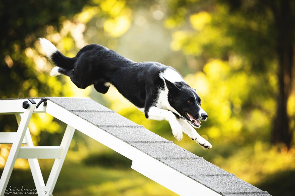 Hund Agility Runningcontacts